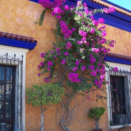 Bougainvillea